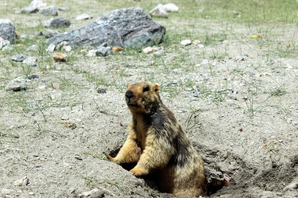 Dışında yakın Pangong göl, onun yuva Ladakh, Hindistan bakmak Himalaya dağ sıçanı