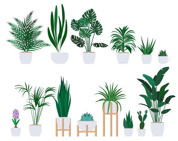 Set of decorative houseplants to decorate the interior of a house or apartment.