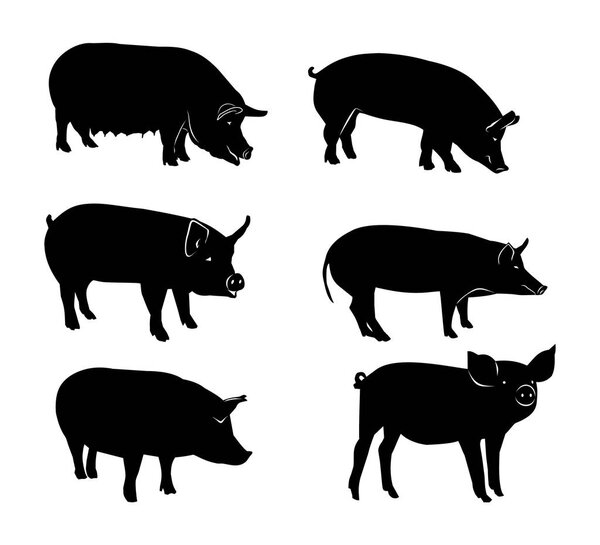 Set of black silhouettes of pig. Vector