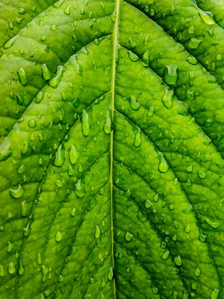 緑の葉の質感の背景に水滴が — ストック写真