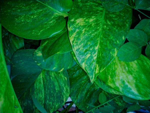 Variegated Money Plante Laisse Fond Verdure — Photo