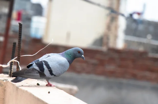 Symbol of peace, Rock pigeon on terrace