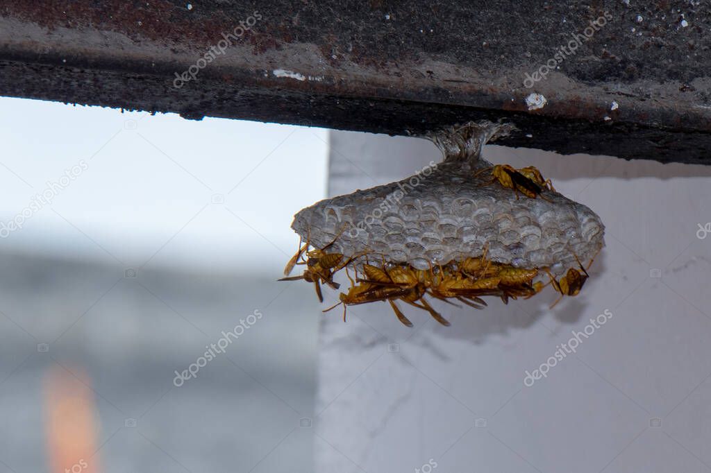 Yellow hornet building nest concept