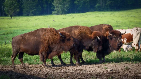 Buffalo Ängen — Stockfoto