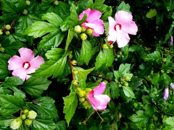 Pink Hibiscus Back Yard — Stock Photo, Image