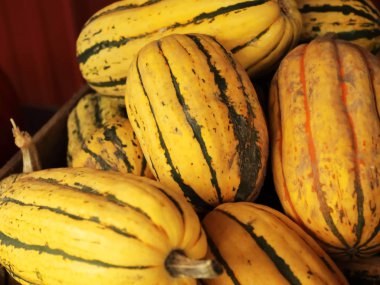 Uzun sarı kabak kazık