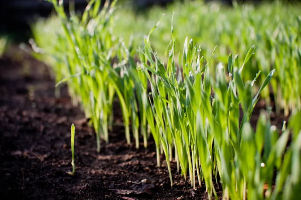 Fresh Green Spring Grass Dew Drops Closeup — Stock Photo, Image