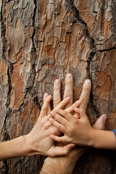 Father Mother Child Kid Hand Old Tree Texture — Stock Photo, Image