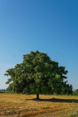 Yalnız büyük ceviz ağacı ile büyük bir taç alanında duruyor.