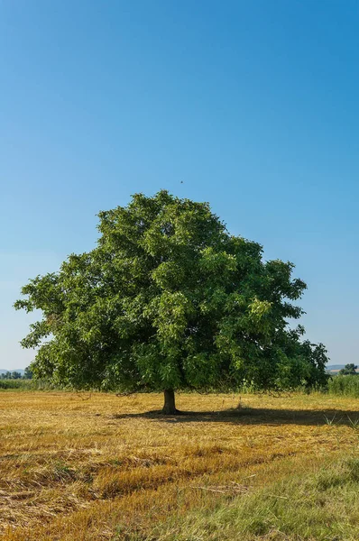 Nogueira Grande Solitária Com Uma Grande Coroa Fica Campo — Fotografia de Stock