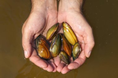 İstiridye yemek pişirmek için elinde