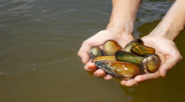 İstiridye yemek pişirmek için elinde