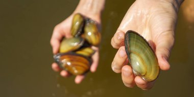 İstiridye yemek pişirmek için elinde