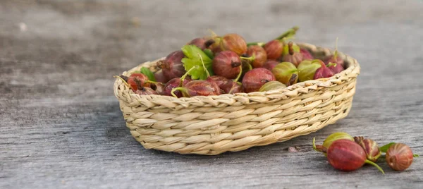 Ripe Gooseberry Fruit Rural Basket Rustic Background — Stock Photo, Image