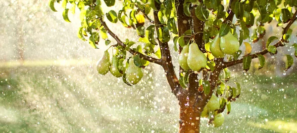 Bahar Bahçe Arka Plan Meyve Bahçesinde Yaz Yağmuru — Stok fotoğraf