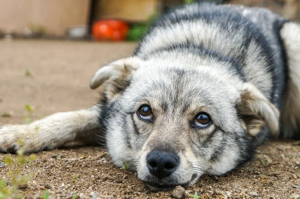 无家可归的被遗弃的狗 有着非常悲伤的聪明的眼睛 — 图库照片