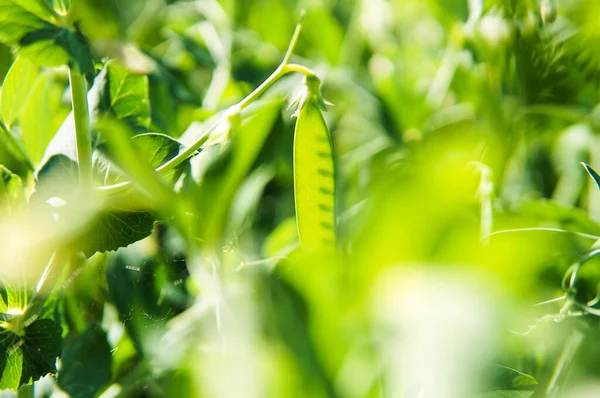 Peas Growing Farm — Stock Photo, Image