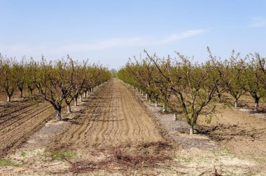 Baharın güneşli bir gününde iyi bakılmış meyve bahçesi.