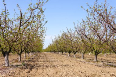 Baharın güneşli bir gününde iyi bakılmış meyve bahçesi.