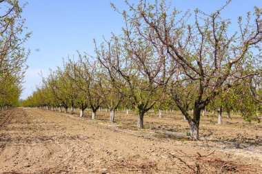 Baharın güneşli bir gününde iyi bakılmış meyve bahçesi.