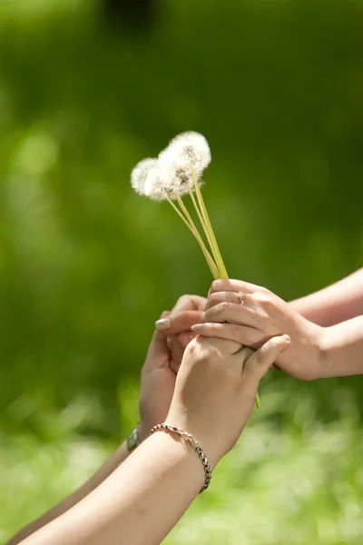 Manos Cariñosas Sosteniendo Diente León Sobre Fondo Hierba Verde — Foto de Stock