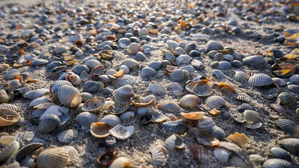 Cena Bonita Mar Conchas Mar Com Luz Pôr Sol — Fotografia de Stock