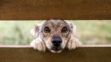 Üzgün bakışlı mutsuz bir köpek yavrusu.