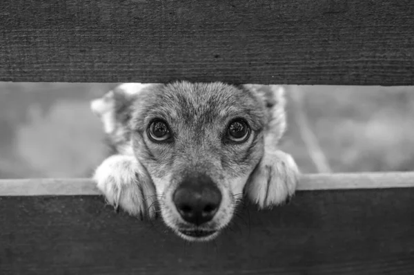 Üzgün Bakışlı Mutsuz Bir Köpek Yavrusu — Stok fotoğraf