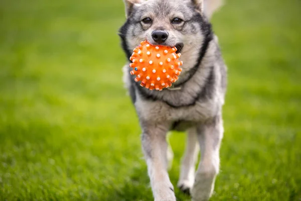 Funny dog playing with a ball in green grass. Ball resembles virus model of covid 19