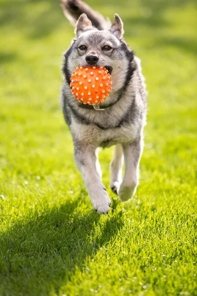 Funny dog playing with a ball in green grass. Ball resembles virus model of covid 19