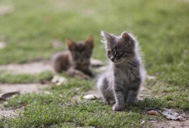 arka plan ışığı güneşli bir günde oturan iki küçük çizgili gri yavru kedi