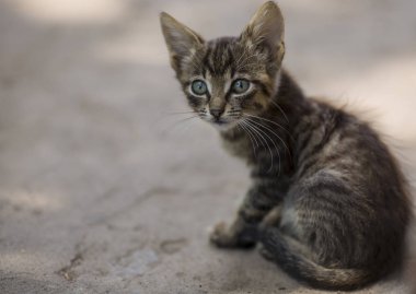 arka plan ışığı güneşli bir günde oturan küçük çizgili gri yavru kedi