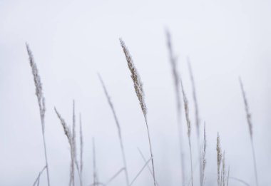 kulakları çim Frost, kış manzara