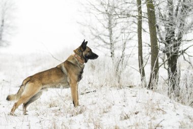 kar, bir çoban köpeği standları