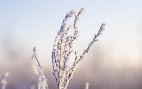 Хрущовка Траві Зимовий Пейзаж Світанку — стокове фото