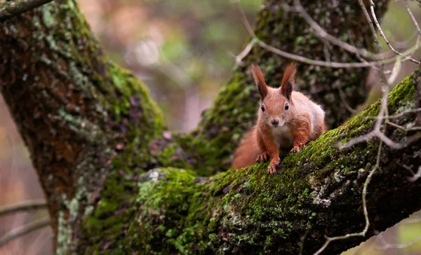 Esquilo Vermelho Senta Uma Árvore — Fotografia de Stock