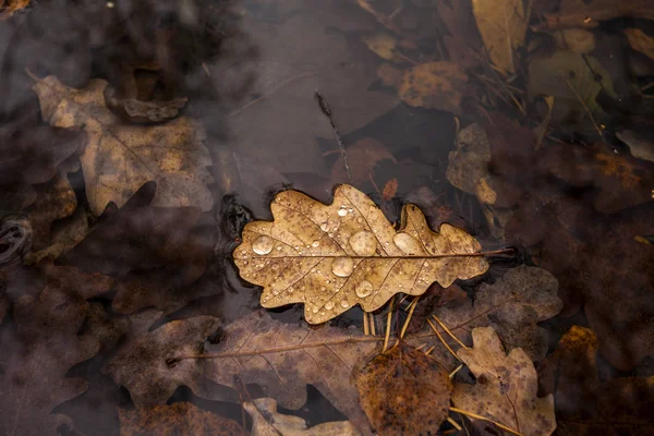 Eichenblatt Herbst Auf Dem Wasser — Stockfoto