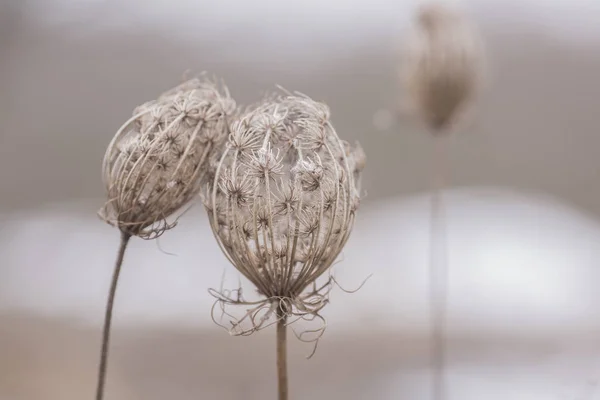 Torra Blommor Vinterdag Stockbild