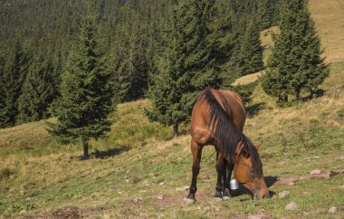 Kahverengi at, güzel kozalaklı Karpat dağlarında yeşil bir çayırda otluyor.
