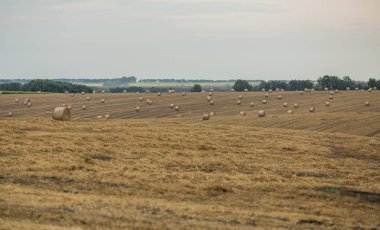yuvarlak sarı demet saman. Buğday tarlasında sonbahar hasadı..