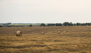 yuvarlak sarı demet saman. Buğday tarlasında sonbahar hasadı..