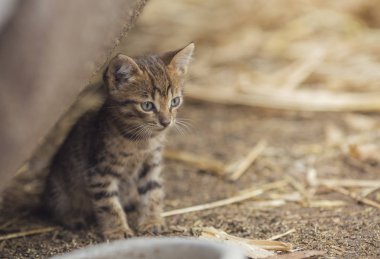 Sevimli küçük çizgili gri kedi yavrusu büyük metal bir kasenin yanında oturuyor.
