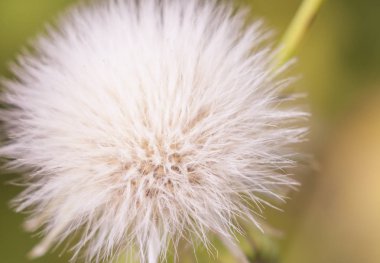 Güneşli bir bahar gününde pofuduk beyaz karahindiba çiçeği, makro