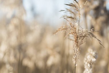 arka ışık içinde kış güneşli güzel kuru ot