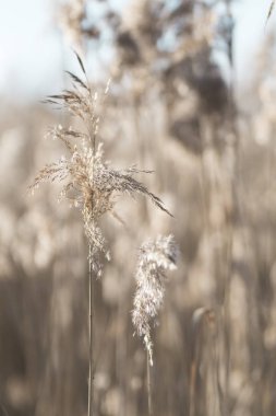 arka ışık içinde kış güneşli güzel kuru ot