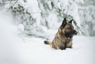 kar kış orman içinde oturan kırmızı köpek çoban