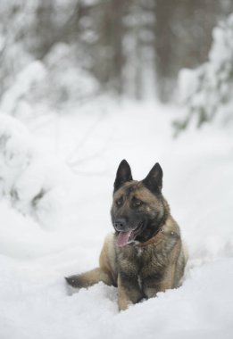 kar kış orman içinde oturan kırmızı köpek çoban