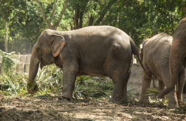 Evcil bir fil bir Tay parkta yiyor