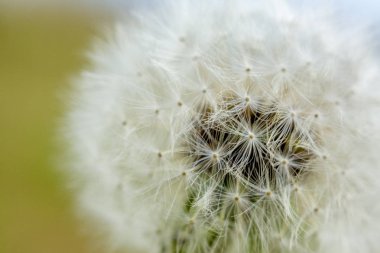 kabarık ve hafif beyaz karahindiba çiçek makro