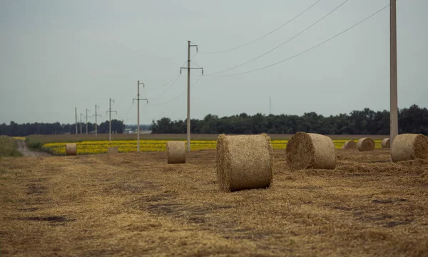 Yellow Sheaves Straw Autumn Harvesting Wheat Field — Stock Photo, Image